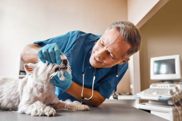 Best Emergency Gum Treatment in Timberville, VA